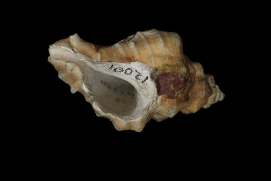 Image of <i>Muricidea paucivaricata</i>