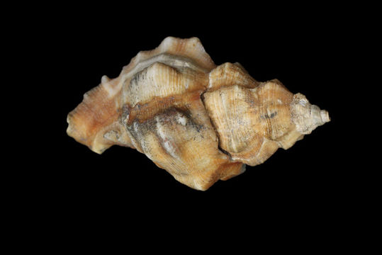 Image of <i>Muricidea paucivaricata</i>