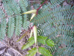 Image of <i>Acacia cornigera</i>