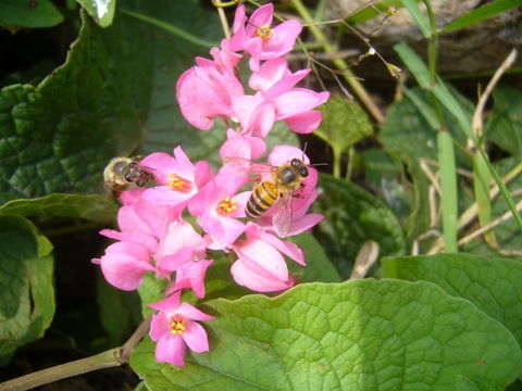 Image of coral vine