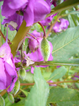 Imagem de Impatiens balsamina L.