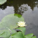 Image of Dotleaf waterlily