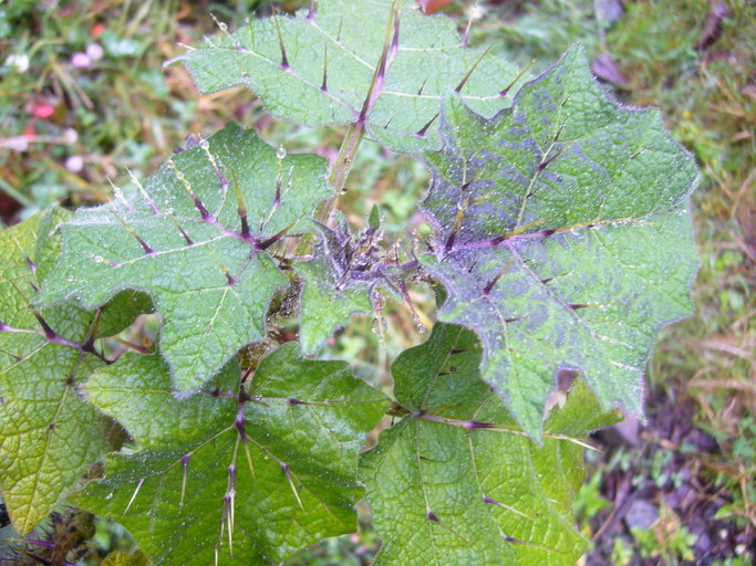 صورة Solanum myriacanthum Dun.