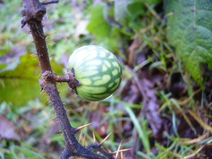 صورة Solanum myriacanthum Dun.