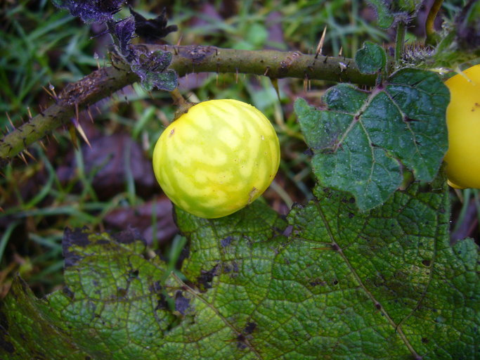 صورة Solanum myriacanthum Dun.