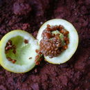 صورة Solanum myriacanthum Dun.