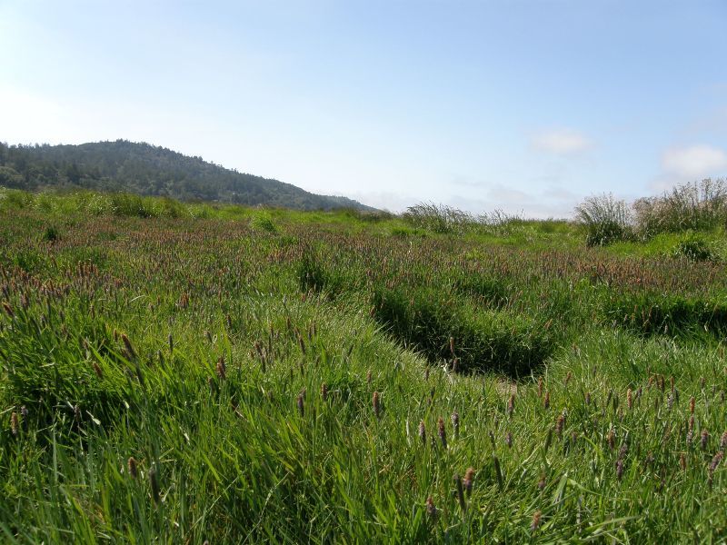 Image of marsh foxtail