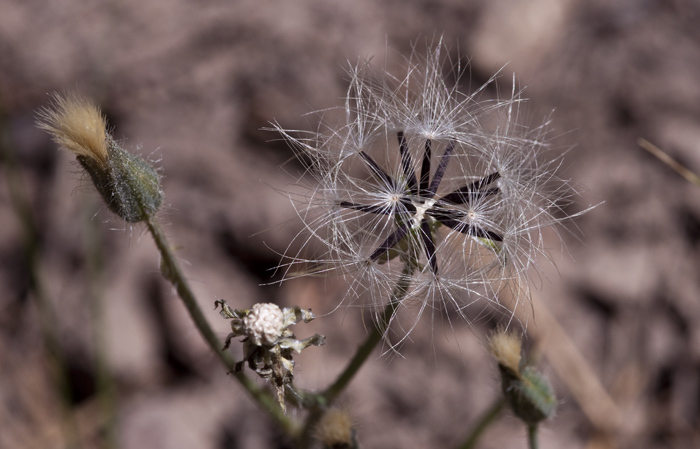 Image of yellow hawkweed