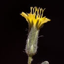 Image of yellow hawkweed