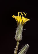 Image of yellow hawkweed