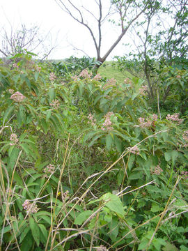 Image of Conostegia xalapensis (Bonpl.) D. Don