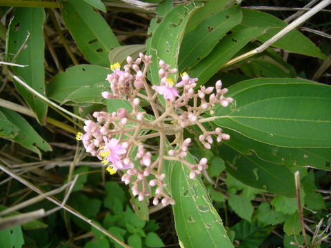 Image of Conostegia xalapensis (Bonpl.) D. Don