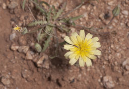 Image of Fendler's desertdandelion