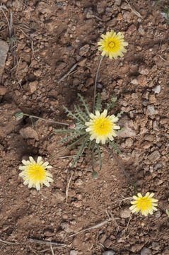 Image of Fendler's desertdandelion