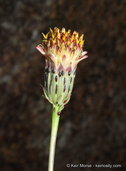 Image of San Felipe dogweed