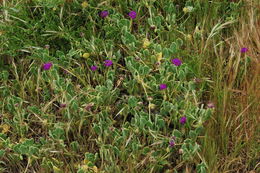 Image of red sand verbena