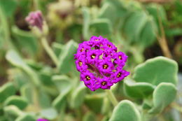 Image of red sand verbena