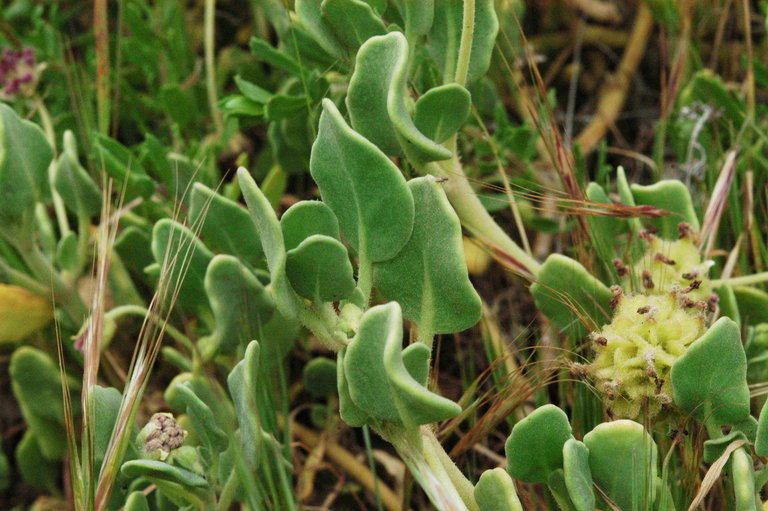 Image of red sand verbena