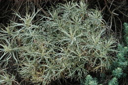 Image of island sagebrush