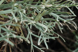 Image of island sagebrush