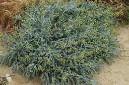 صورة Astragalus traskiae Eastw.