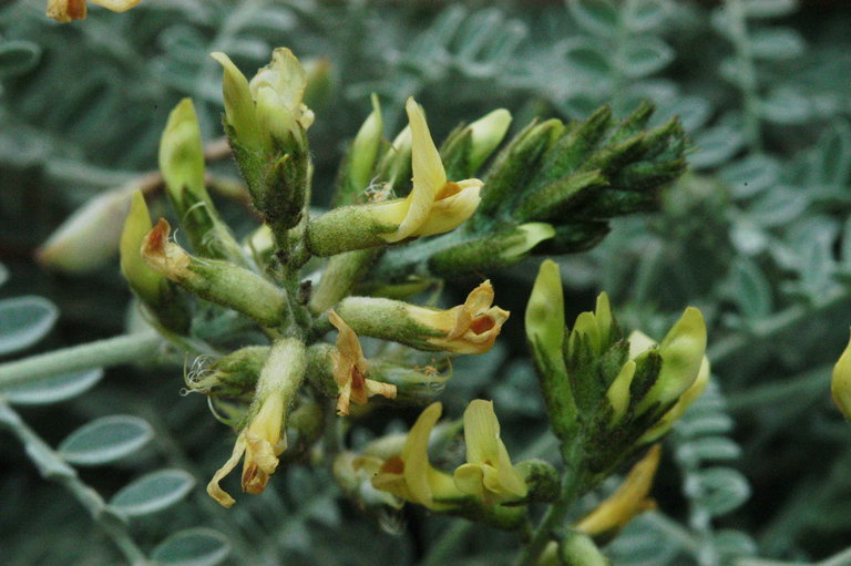 صورة Astragalus traskiae Eastw.