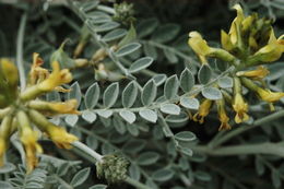 صورة Astragalus traskiae Eastw.