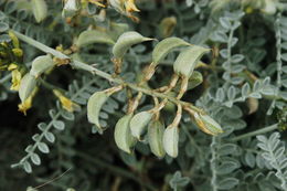 صورة Astragalus traskiae Eastw.