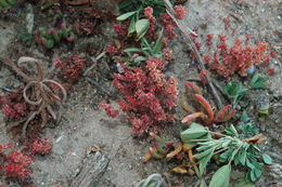 Image of sand pygmyweed