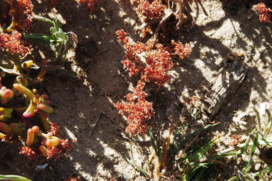 Image of sand pygmyweed