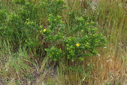 Image of Catalina tarweed