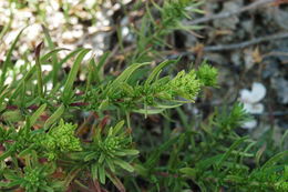 Image of Catalina tarweed