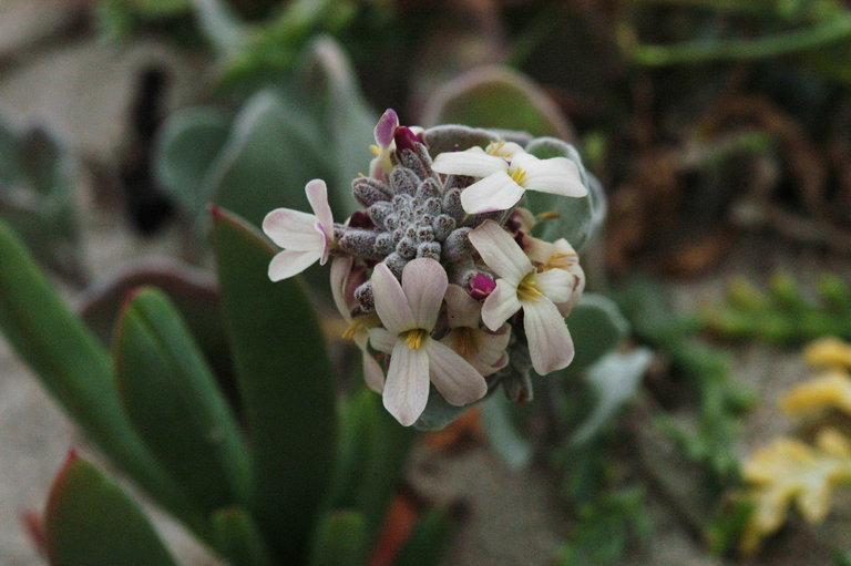 Image of beach shieldpod