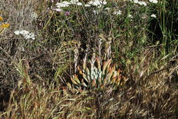 Image of bright green dudleya