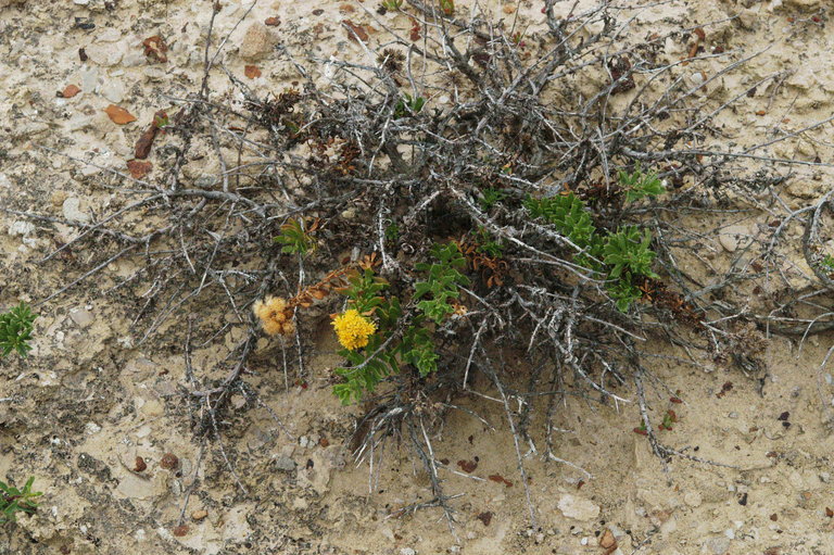 Image de Isocoma menziesii var. vernonioides (Nutt.) G. L. Nesom