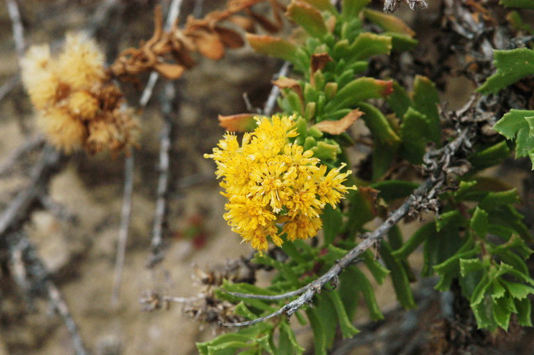 Image de Isocoma menziesii var. vernonioides (Nutt.) G. L. Nesom