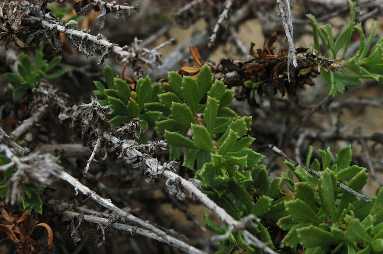 Image of Menzies' goldenbush