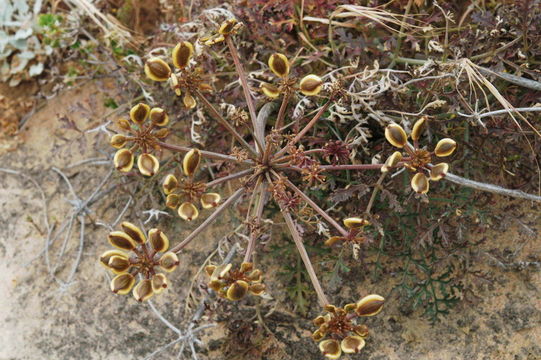 Image of San Nicholas biscuitroot