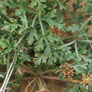 Lomatium insulare (Eastw.) Munz resmi