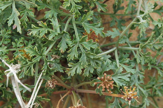 Lomatium insulare (Eastw.) Munz resmi