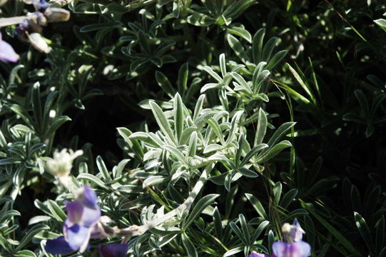 Image of Douglas' silver lupine