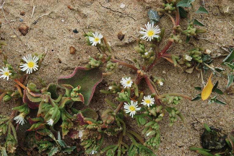 Plancia ëd Mesembryanthemum nodiflorum L.