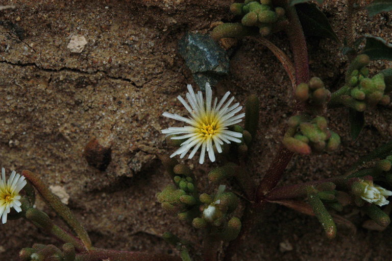 Слика од Mesembryanthemum nodiflorum L.