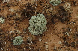 Image of <i>Niebla dactylifera</i>