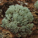 Image of <i>Niebla dactylifera</i>