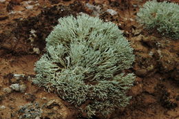 Image de <i>Niebla dactylifera</i>