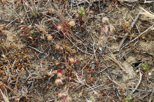 Image of thimble clover