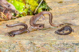 Image of Siskiyou Mountains salamander