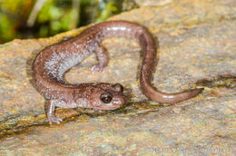 Image of Siskiyou Mountains salamander