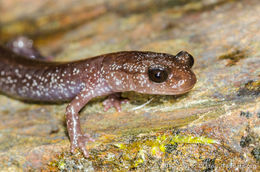 Image of Siskiyou Mountains salamander